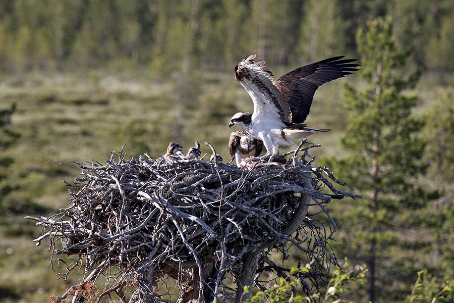 osprey nesting